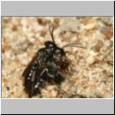 Miscophus ater - Grabwespe 001a 5mm - Paarung mit Spinne - OS-Wallenhorst-Sandgrube-det.jpg